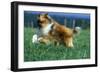 Rough Collie Dog Running-null-Framed Photographic Print