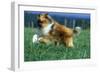 Rough Collie Dog Running-null-Framed Photographic Print