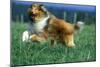 Rough Collie Dog Running-null-Mounted Photographic Print