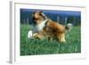 Rough Collie Dog Running-null-Framed Photographic Print