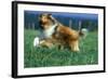 Rough Collie Dog Running-null-Framed Photographic Print