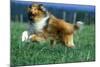 Rough Collie Dog Running-null-Mounted Photographic Print