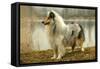 Rough Collie Dog Side View-null-Framed Stretched Canvas