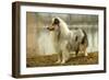 Rough Collie Dog Side View-null-Framed Photographic Print