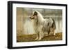 Rough Collie Dog Side View-null-Framed Photographic Print