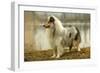 Rough Collie Dog Side View-null-Framed Photographic Print