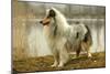 Rough Collie Dog Side View-null-Mounted Photographic Print