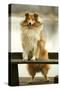 Rough Collie Dog Standing on Bench-null-Stretched Canvas