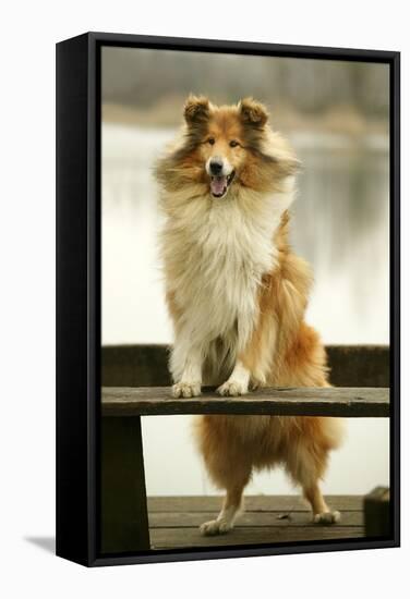 Rough Collie Dog Standing on Bench-null-Framed Stretched Canvas