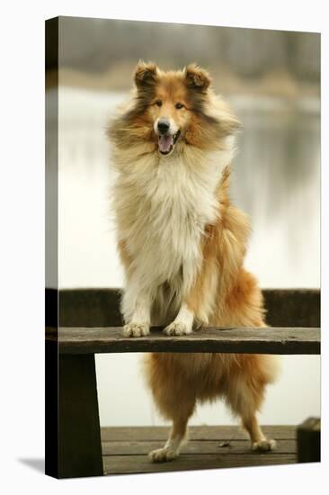 Rough Collie Dog Standing on Bench-null-Stretched Canvas