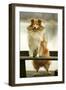 Rough Collie Dog Standing on Bench-null-Framed Photographic Print