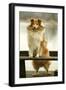 Rough Collie Dog Standing on Bench-null-Framed Photographic Print