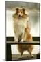 Rough Collie Dog Standing on Bench-null-Mounted Photographic Print