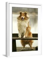 Rough Collie Dog Standing on Bench-null-Framed Photographic Print