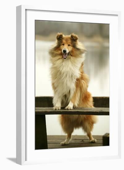 Rough Collie Dog Standing on Bench-null-Framed Photographic Print