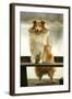 Rough Collie Dog Standing on Bench-null-Framed Photographic Print
