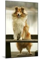 Rough Collie Dog Standing on Bench-null-Mounted Photographic Print