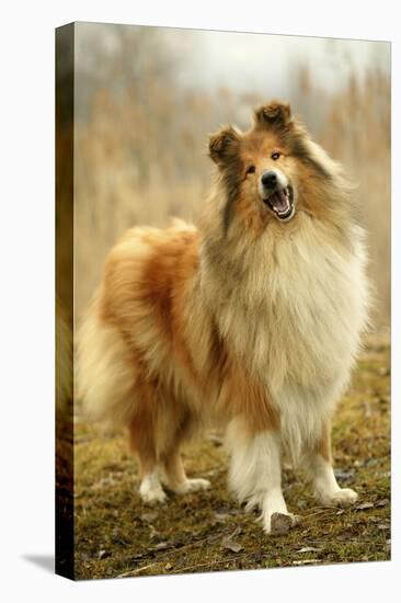 Rough Collie Dog-null-Stretched Canvas