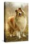 Rough Collie Dog-null-Stretched Canvas