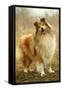 Rough Collie Dog-null-Framed Stretched Canvas