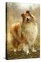 Rough Collie Dog-null-Stretched Canvas