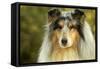 Rough Collie Dog-null-Framed Stretched Canvas