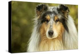 Rough Collie Dog-null-Stretched Canvas