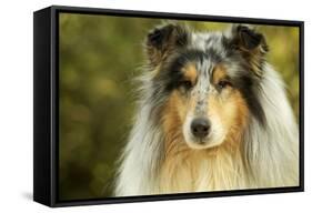 Rough Collie Dog-null-Framed Stretched Canvas