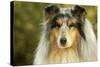 Rough Collie Dog-null-Stretched Canvas