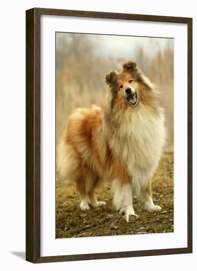 Rough Collie Dog-null-Framed Photographic Print