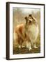 Rough Collie Dog-null-Framed Photographic Print