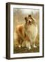 Rough Collie Dog-null-Framed Photographic Print