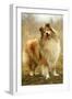 Rough Collie Dog-null-Framed Photographic Print