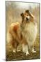 Rough Collie Dog-null-Mounted Photographic Print