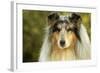 Rough Collie Dog-null-Framed Photographic Print