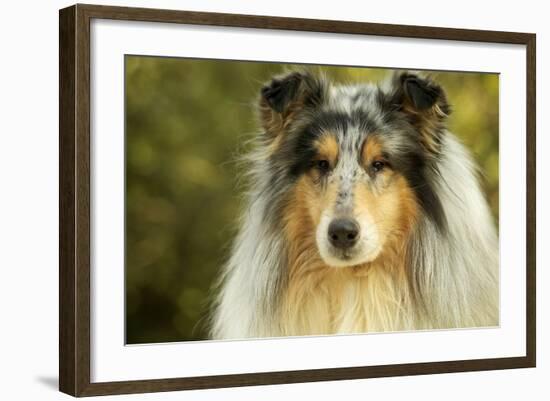 Rough Collie Dog-null-Framed Photographic Print