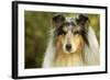 Rough Collie Dog-null-Framed Photographic Print