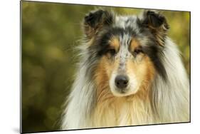 Rough Collie Dog-null-Mounted Photographic Print