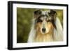 Rough Collie Dog-null-Framed Photographic Print