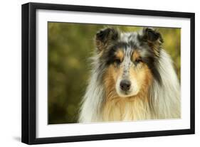 Rough Collie Dog-null-Framed Photographic Print