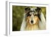 Rough Collie Dog-null-Framed Photographic Print