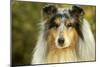 Rough Collie Dog-null-Mounted Photographic Print