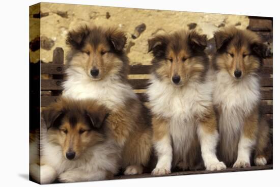 Rough Collie Dogs Four Puppies-null-Stretched Canvas