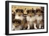 Rough Collie Dogs Four Puppies-null-Framed Photographic Print