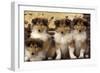 Rough Collie Dogs Four Puppies-null-Framed Photographic Print