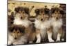 Rough Collie Dogs Four Puppies-null-Mounted Photographic Print