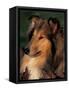 Rough Collie Portrait-Adriano Bacchella-Framed Stretched Canvas