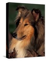 Rough Collie Portrait-Adriano Bacchella-Stretched Canvas