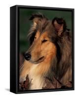 Rough Collie Portrait-Adriano Bacchella-Framed Stretched Canvas