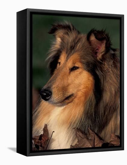 Rough Collie Portrait-Adriano Bacchella-Framed Stretched Canvas